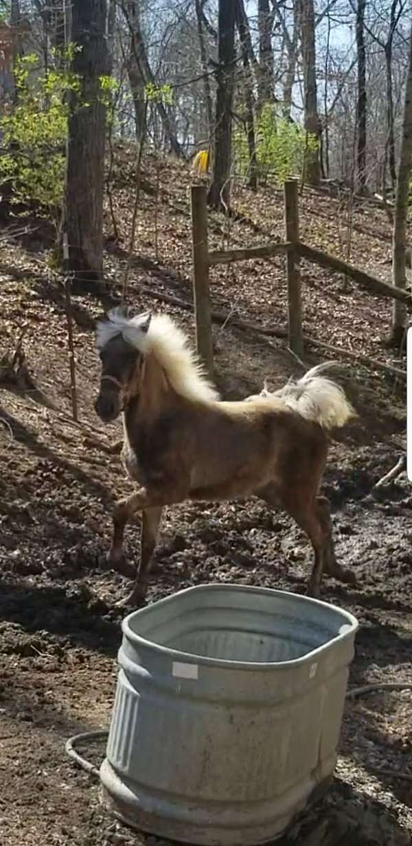 chocolate-white-filly-mare-for-sale