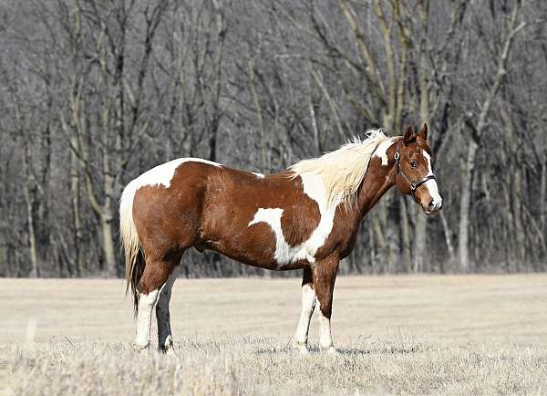 hunt-seat-equitation-draft-horse
