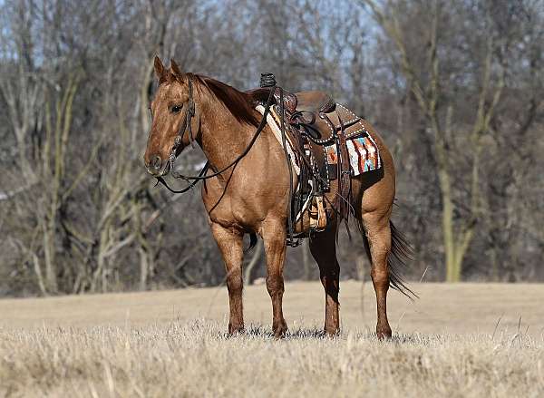 red-dun-western-r-horse