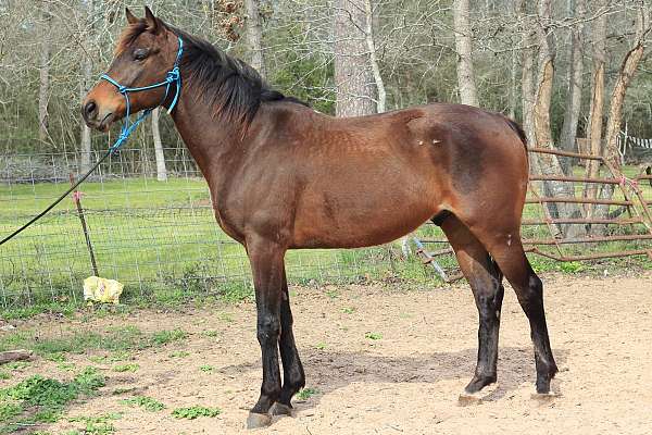 utd-on-coggins-vaccinations-trail-riding-thoroughbred-pony