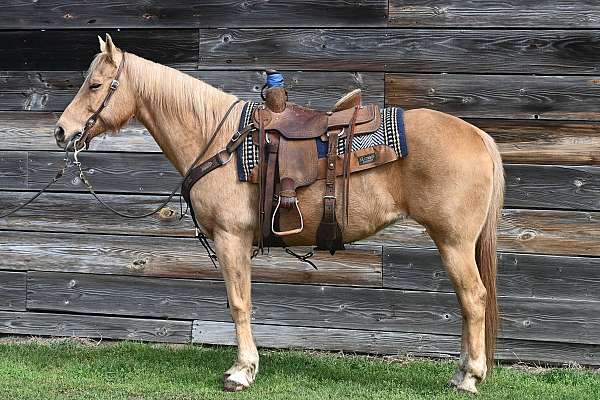 show-trail-palomino-quarter-horse