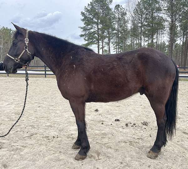 black-percheron-gelding