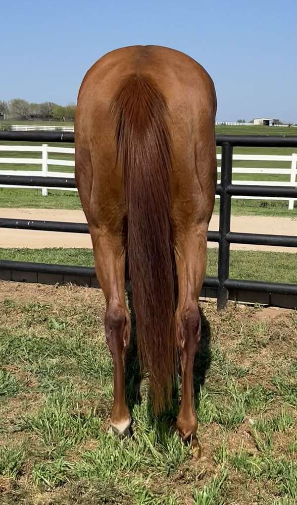 easy-thoroughbred-horse