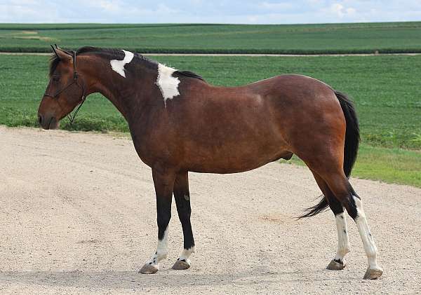 double-registered-chincoteague-pony