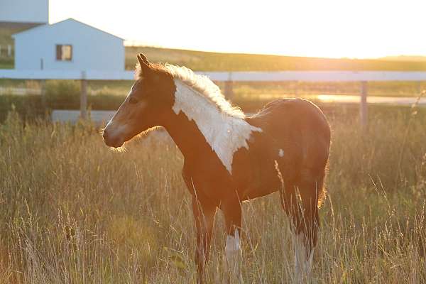 natural-horsemanship-training-chincoteague-pony