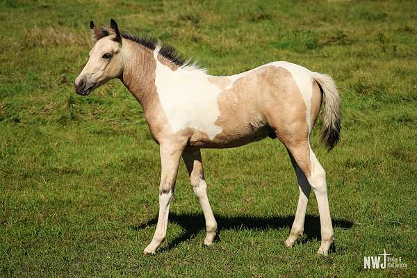 natural-horsemanship-training-chincoteague-pony