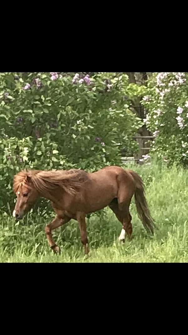 mini-show-miniature-horse