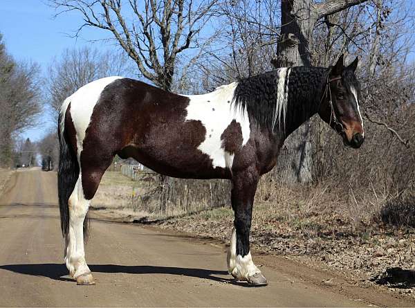 grey-dapples-horse