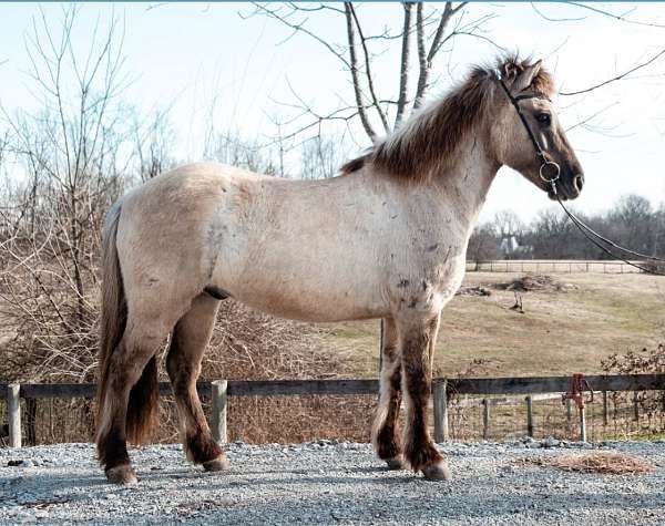icelandic-horse-gelding