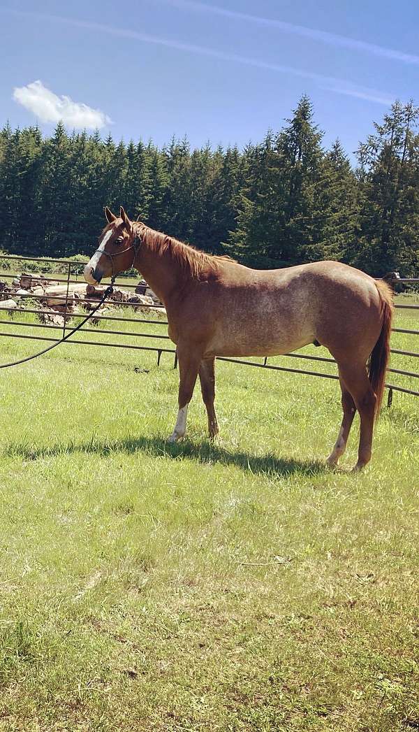 red-roan-experienced-halter-horse