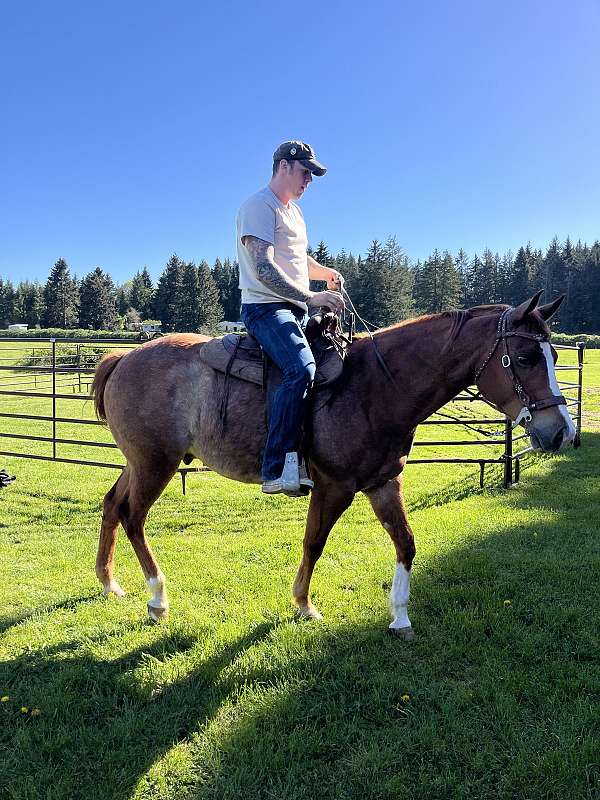 partial-appaloosa-horse