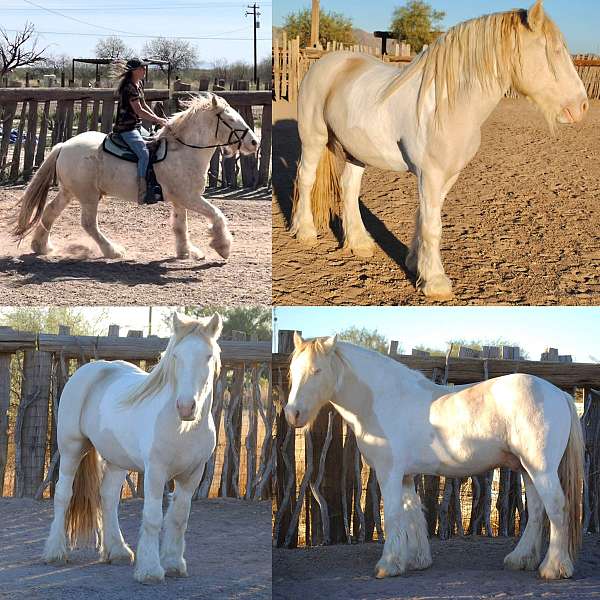 gypsy-gelding-for-sale-vanner-horse
