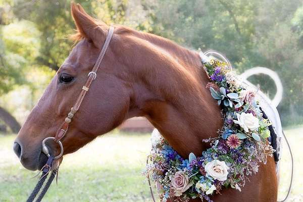 chestnut-broken-stripe-horse