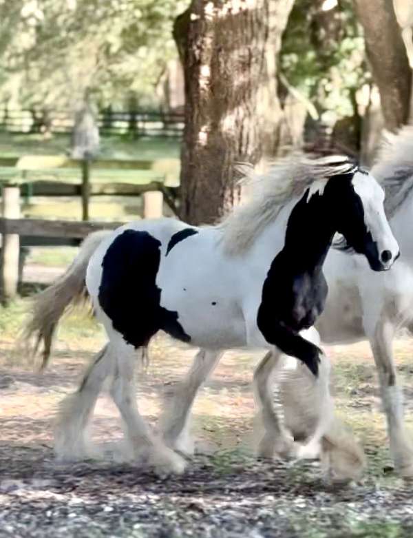 beginner-safe-kid-pony-gypsy-vanner-horse