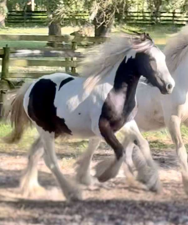 racehorse-gypsy-vanner-horse