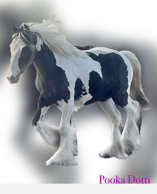 black-gypsy-vanner-horse