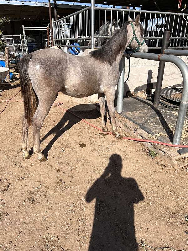 grey-arabian-colt