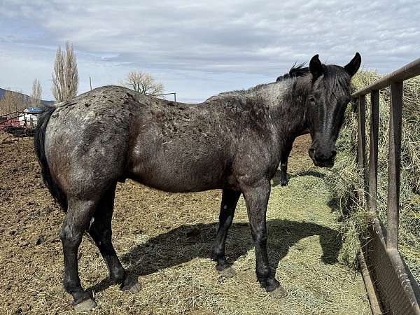 blue-roan-roan-horsemanship-ranch-horse