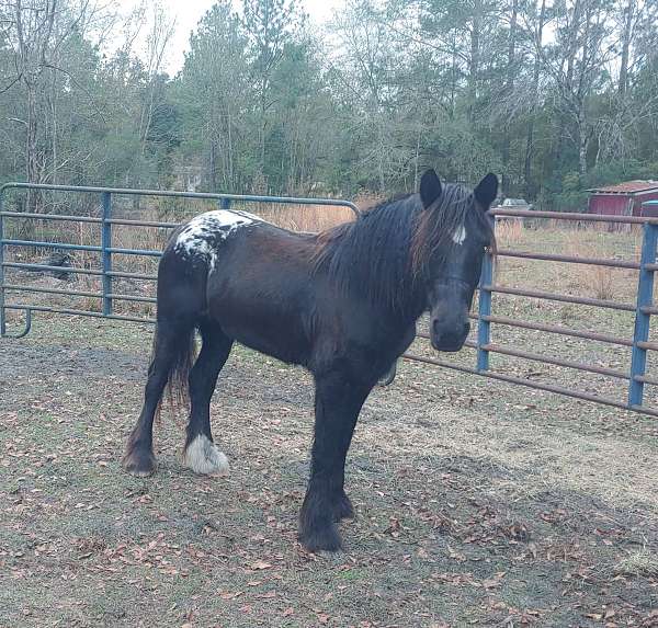 black-white-spotted-blanket-sock-star-on-her-head-horse