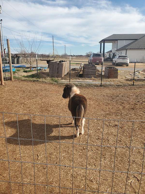 miniature-horse-for-sale