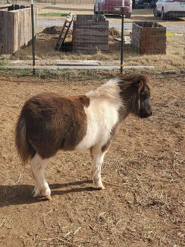 miniature-horse