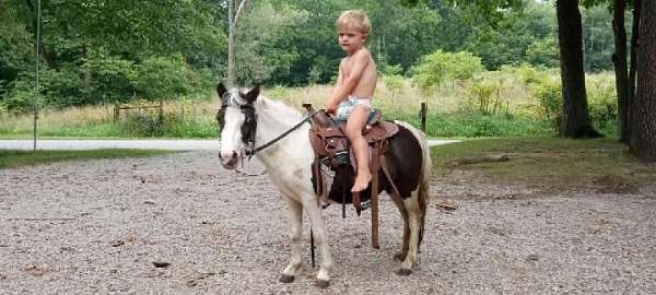 black-white-driving-harness-pony