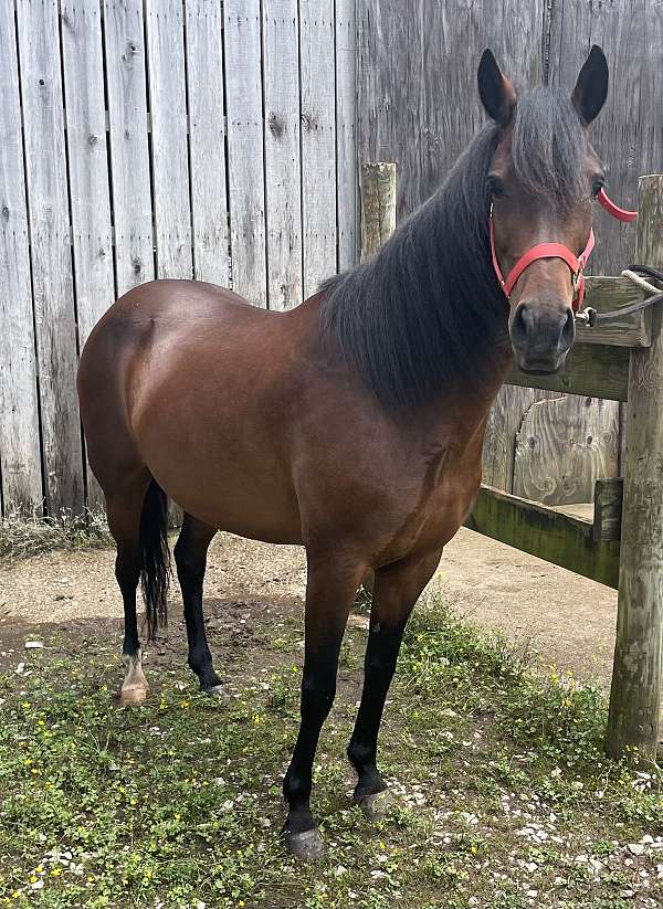 white-on-bottom-of-back-leg-hoof-horse