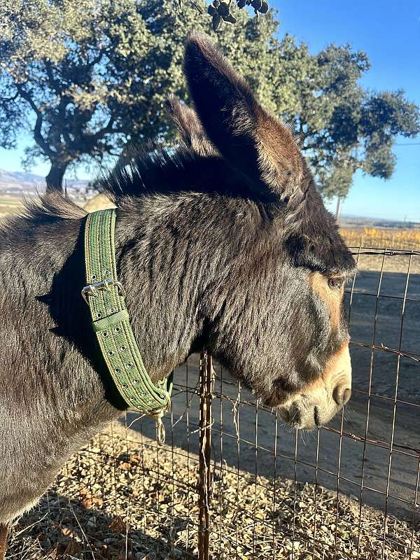donkey-for-sale