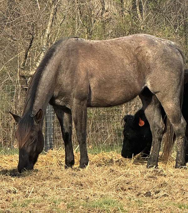blue-roan-quarter-horse-filly