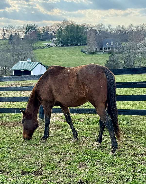 thoroughbred-horse-for-sale