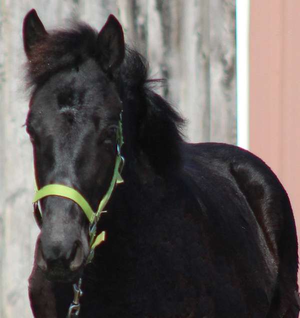 cross-stallion-percheron-thoroughbred-horse