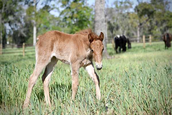 sorrel-tennessee-walking-filly