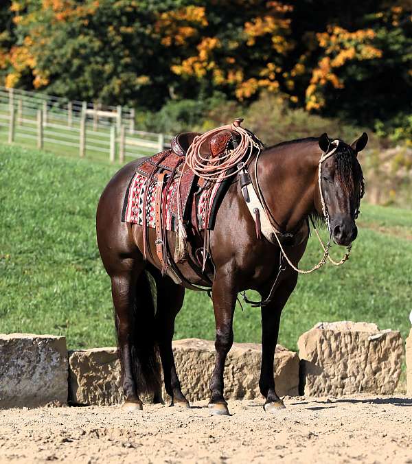 kid-safe-quarter-horse