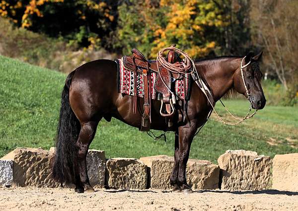 husband-safe-quarter-horse