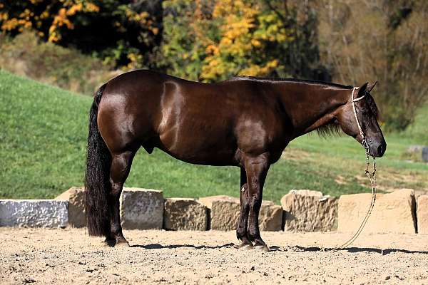 ranch-quarter-horse