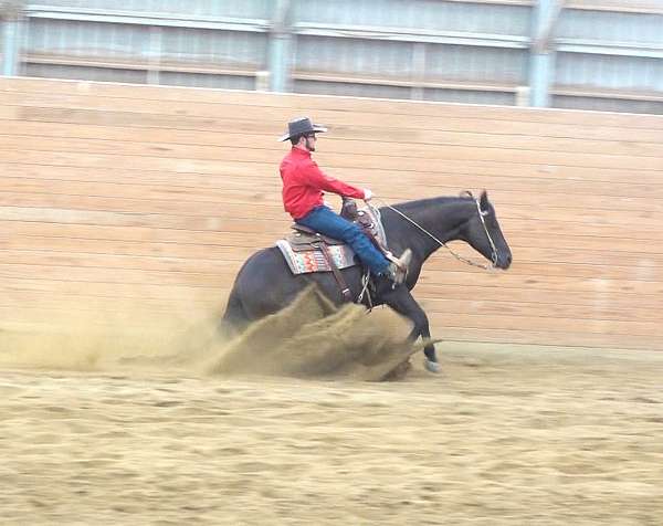 reining-quarter-horse