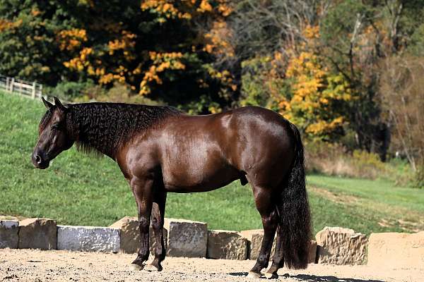 ranch-work-quarter-horse