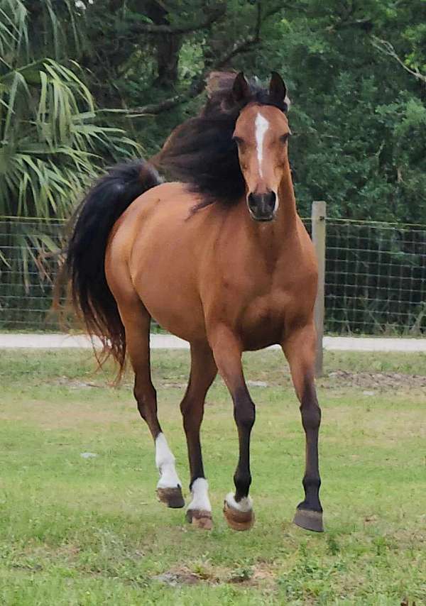 breeding-trail-riding-arabian-horse