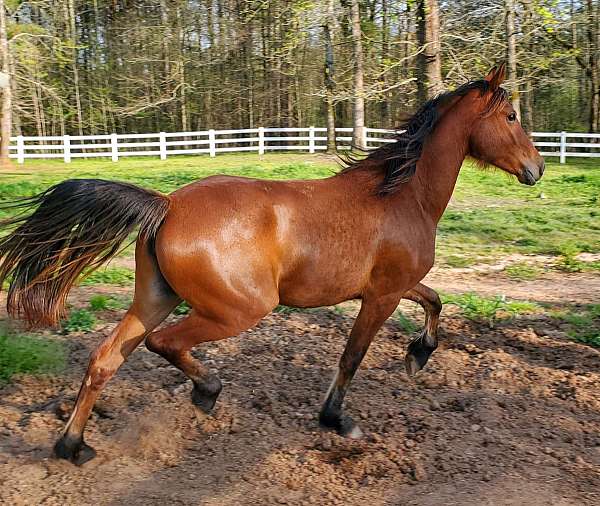 sport-arabian-friesian-horse