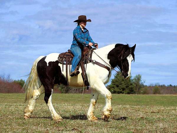 husband-safe-gypsy-vanner-horse