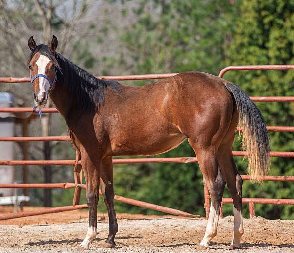 bay-nrbc-filly-mare