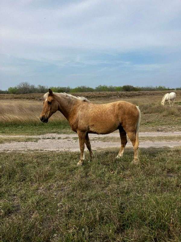 ranch-working-palomino-quarter-horse
