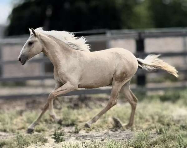 dun-lusitano-horse