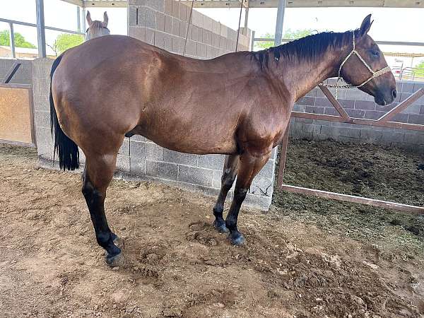 quarter-horse-gelding