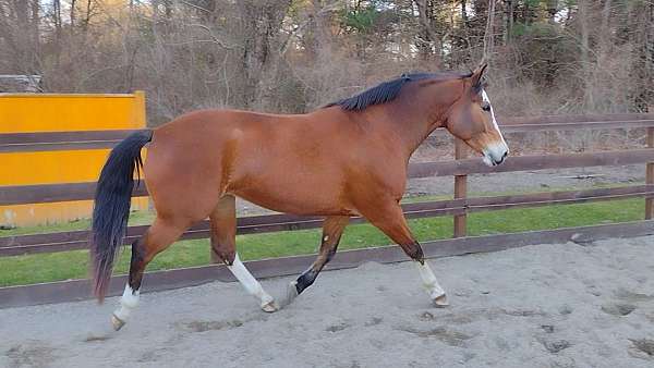 dressage-holsteiner-horse