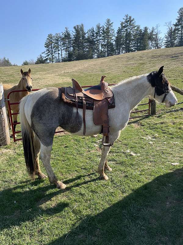 broodmare-paint-horse