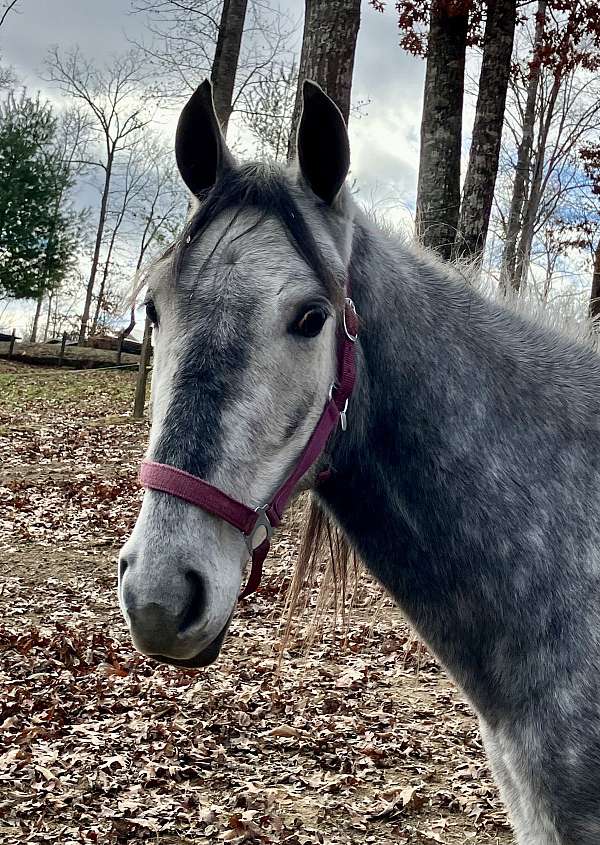 boomer-tennessee-walking-horse