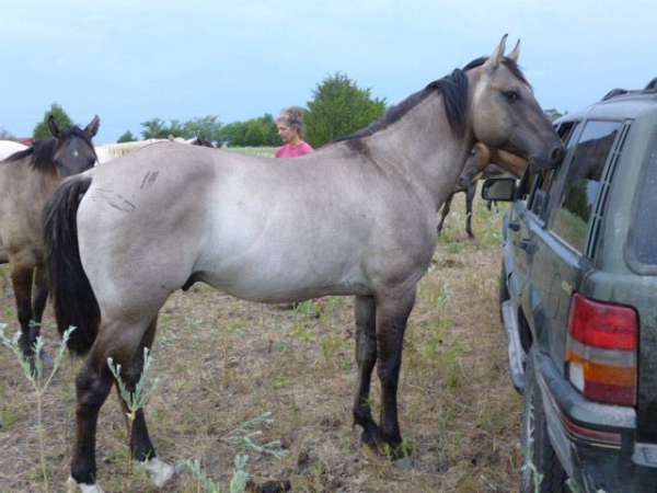 dun-grulla-breeding-stallion-horse