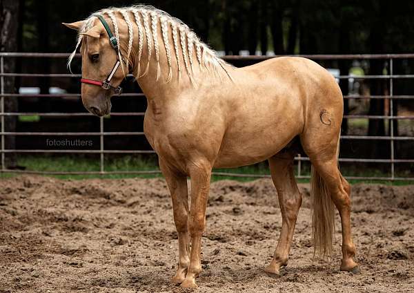 chestnut-andalusian-palomino-colt
