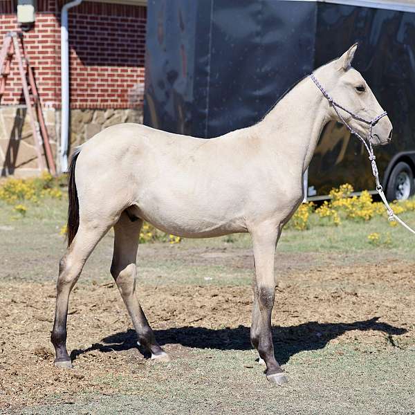 buckskin-andalusian-palomino-colt